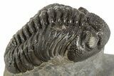 Detailed Morocops Trilobite - Ofaten, Morocco #323596-1